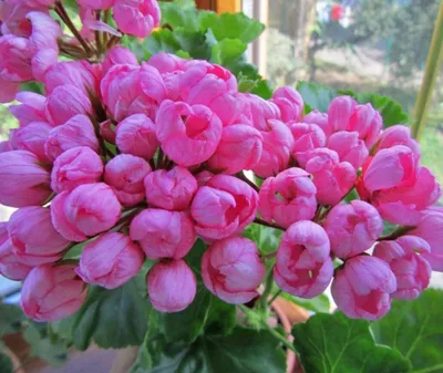 Купить саженцы - Многолетние цветы \"Пеларгония тюльпановидная Red Pandora\",  Новосибирск