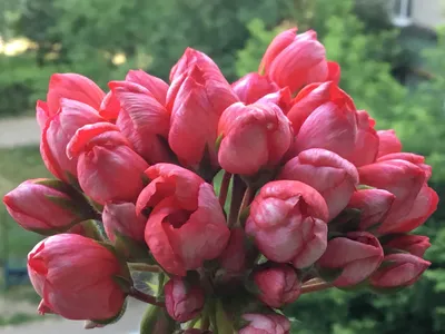 Дача, дизайн, ландшафт, сад. on Instagram: “Необыкновенной красоты Герань  тюльпановидная” | Gerânios, Plantae, Orquídeas