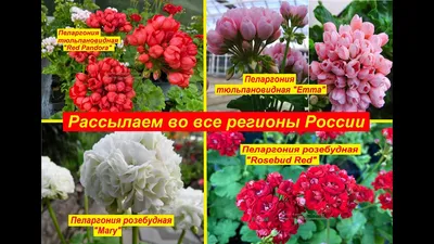 № 23 пеларгония тюльпановидная Conny – Черенок.ру – питомник растений