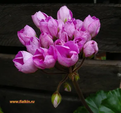 Как вырастить красивую и обильно цветущую тюльпановидную герань? | Все о  домашних цветах | Дзен