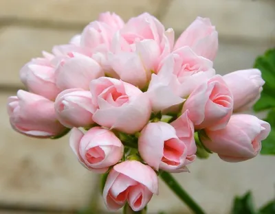Купить зональную пеларгонию Victoria Andrea на сайте All My Flowers