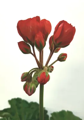 Пеларгонии тюльпановидные и розебудные. Рассылка во все регионы России,  Казахстан и Беларусь - YouTube