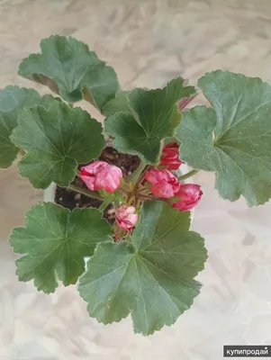 Пеларгония тюльпановидная - «Я никогда не думала, что бабушкин цветок будет  такой красивый! » | отзывы