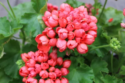 Чудеса селекции. Розоцветная и тюльпановидная пеларгонии (герани) | Пикабу
