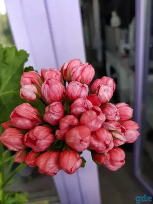 Герань тюльпановидная: сорта, выращивание и уход, размножение