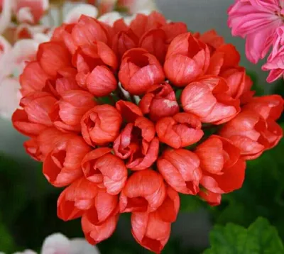 HitFlora | Купить тюльпановидную пеларгонию Mrs. Charles