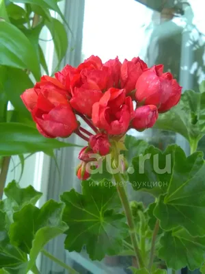 герань тюльпановидная pink pandora... | Редкие цветы, Герань, Растения