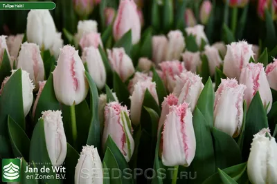Тюльпан бахромчатый HAITI, 12 шт. Эксклюзив, купить саженцы в интернет  магазине Seedspost.ru