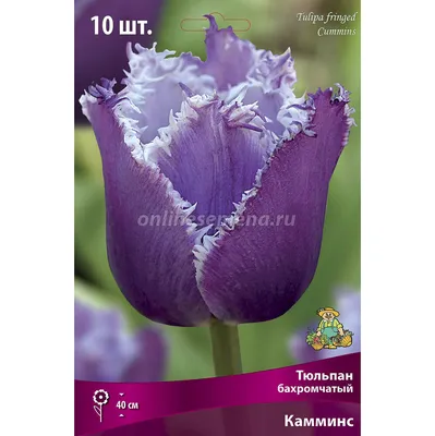 Тюльпаны Бахромчатые Махровые Талисман ( 5 шт.) купить недорого в интернет  магазине