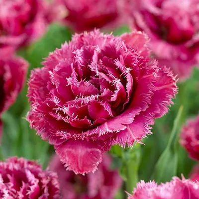 Тюльпан бахромчатый Ballroom Боллрум — Рассада цветов и овощей.