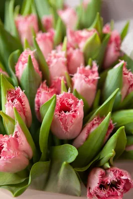 Букет Розовых Бахромчатых Тюльпанов купить с доставкой по Саратову и  Энгельсу - A0115