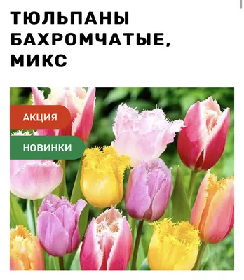 Луковицы Тюльпан купить по выгодной цене в интернет-магазине OZON  (667485138)