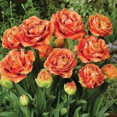 Махровые бахромчатые тюльпаны | Tulip seeds, Bulb flowers, Growing tulips