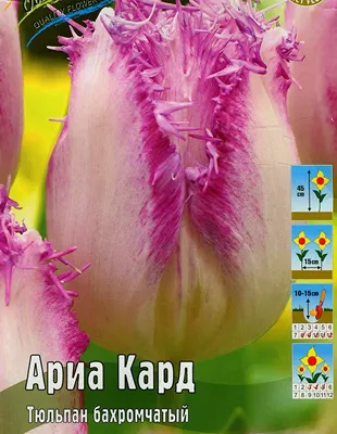 Тюльпаны бахромчатые - Тюльпан бахромчатый Ариа Кард купить в  интернет-магазине с доставкой
