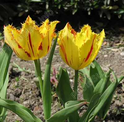 Фото \"Пёстрые бахромчатые тюльпаны.\" :: ФотоСтарт - сайт любительской  фотографии: фото цветов, роз, хризантем