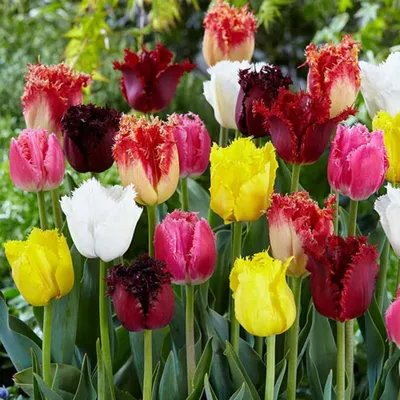 Тюльпаны бахромчатые, смесь окрасок купить саженцы почтой из питомника  «АГРОФОНД»