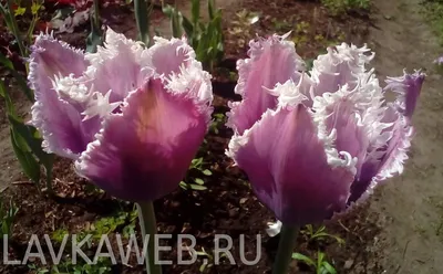Купить бахромчатые тюльпаны в Минске, заказать луковицы тюльпанов почтой  дешево доставкой почтой, цены