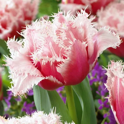 Купить рассаду Тюльпаны махровые бахромчатые 4 вида, 200 шт, арт. DCT-215.  Рассада цветов с доставкой.
