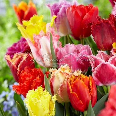Тюльпан бахромчатый Микс (Tulipa Fringed Mix) - Тюльпаны Бахромчатые -  Тюльпаны - Луковичные - Каталог - Kamelia-gardens.ru