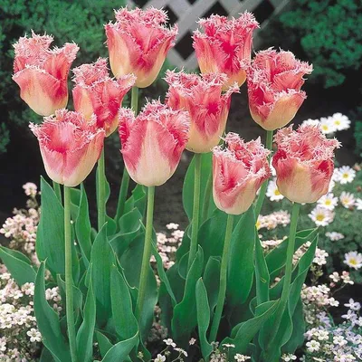 Тюльпаны Бахромчатые Маскарадные оборки ( 5 шт.) купить недорого в интернет  магазине