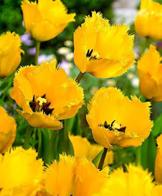 Бахромчатые тюльпаны 5... - Питомник многолетних растений | Facebook