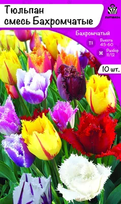Тюльпан бахромчатый Даллас купить недорого в интернет-магазине товаров для  сада Бауцентр