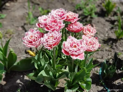 Бахромчатые тюльпаны :: Вера – Социальная сеть ФотоКто