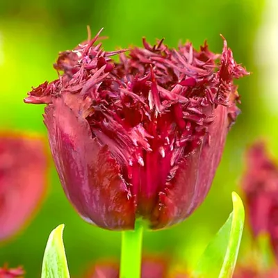 Бахромчатые тюльпаны. Особенности вида и обзор лучших представителей🌷 |  Усадьба-Семена | Дзен