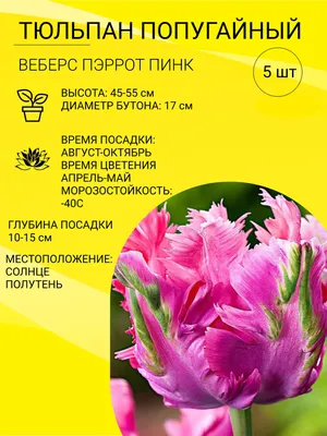 Тюльпан бахромчатый Ламбада 3шт. в упаковке | Купить саженцы в питомнике  Мир Садовод, Крым