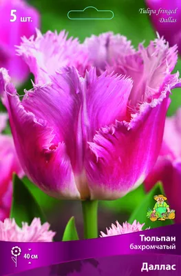 Тюльпан бахромчатый Горилла (10 шт.) из каталога Тюльпаны – купить с  доставкой по Москве и России в Onlinesemena