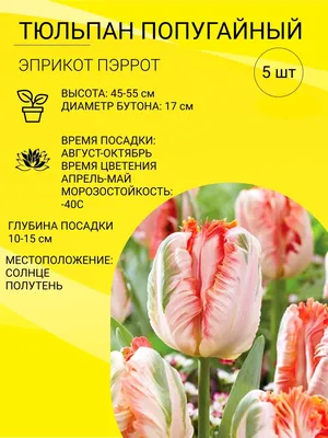 Тюльпан бахромчатый «Фэнси Фриллз», высота 40 см, 3 шт. в Твери – купить по  низкой цене в интернет-магазине Леруа Мерлен