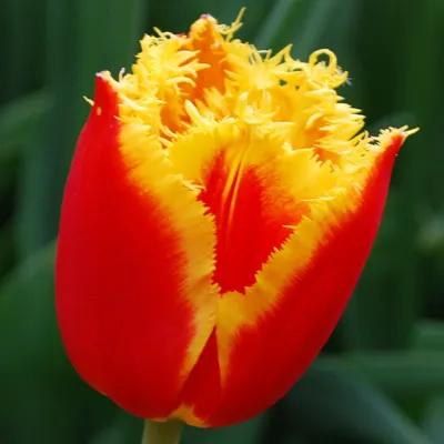 Бахромчатые тюльпаны невероятной красоты! Букет 49 штук - 7350 руб. 150  руб/шт. Легко заказать по тел/вотсап +7 (931) 101 4443 или в… | Instagram