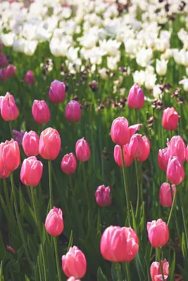Тюльпаны фото инстаграм фотографии