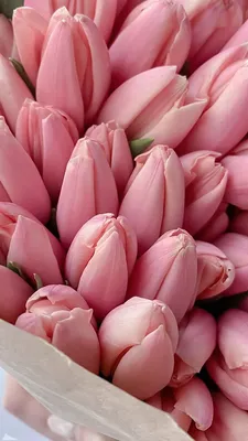 Пин от пользователя Merve на доске wallper | Тюльпаны, Розовые тюльпаны,  Фотография цветов