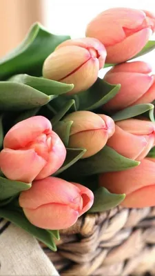 Wallpaper iphone | Amazing flowers, Tulips, Beautiful flowers