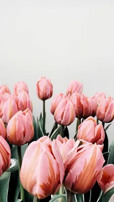 Скачать 938x1668 тюльпаны, цветы, розовый, цветение обои, картинки iphone  8/7/6s/6 for parallax
