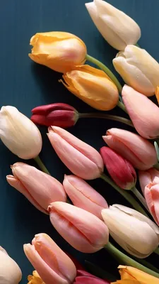 Pin by Natali on Тюльпаны | Amazing flowers, Beautiful flowers, Pretty  flowers