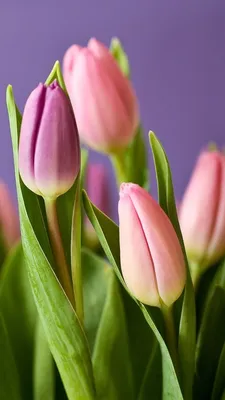 Обои Розовые тюльпаны, букет, фиолетовый фон 750x1334 iPhone 8/7/6/6S  Изображение
