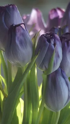 Обои iPhone wallpaper flowers | Amazing flowers, Purple tulips, Purple  flowers