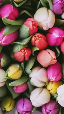 Wallpaper iPhone ⚪️ | Spring flowers background, Flower background  wallpaper, Flower backgrounds