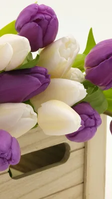 Обои Фиолетовые и белые тюльпаны, деревянная коробка 1080x1920 iPhone  8/7/6/6S Plus Изображение