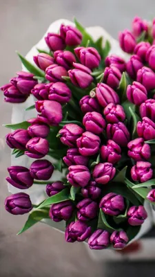 Wallpaper iPhone tulips ⚪️ | Tulips flowers, Pretty flowers, Beautiful  flowers