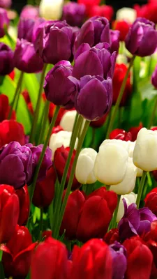 Скачать 800x1420 тюльпаны, цветы, растения, разноцветный обои, картинки  iphone se/5s/5c/5 for parallax
