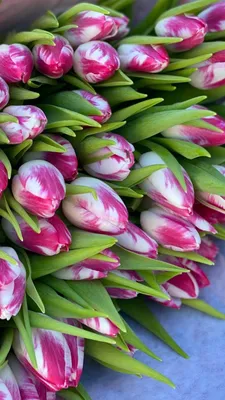 Заказать тюльпаны на 8 марта. Купить тюльпаны в Твери недорого. Доставка  свежих тюльпанов.