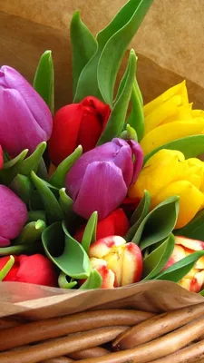 Скачать 800x1420 тюльпаны, цветы, яркие, букет, бумага обои, картинки iphone  se/5s/5c/5 for parallax