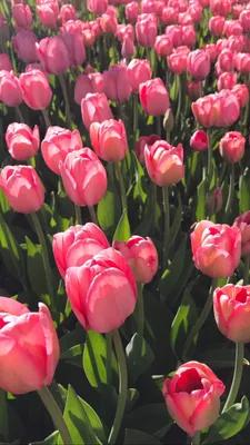 Тюльпаны | Beautiful flowers, Pretty flowers, Flower therapy