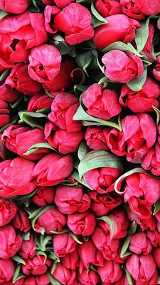 Тюльпаны обои Wallpaper tulips | Flower phone wallpaper, Nature iphone  wallpaper, Flower background wallpaper