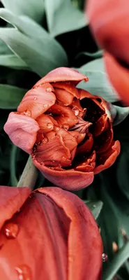 Белые тюльпаны, поле тюльпанов, вид …» — создано в Шедевруме