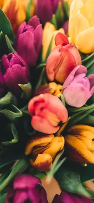 Обои расцвет, растение, лепесток, рассада, тюльпаны для iPhone XS Max  бесплатно, заставка 1242x2688 - скачать картинки и фото