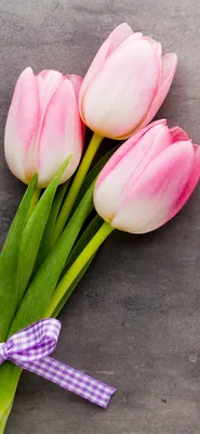 Тюльпаны Цветы Растения - Бесплатное изображение на Pixabay - Pixabay